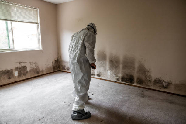 Trusted Galveston, TX Mold Inspection, Removal & Remediation Experts